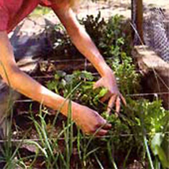 Growing Green Onions Mother Earth News
